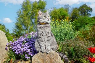 ŽENA-IN - Sousedčiny kočky nám ničí zahrádku i úrodu, ale já jsem prý přecitlivělá, zlobí se Magda